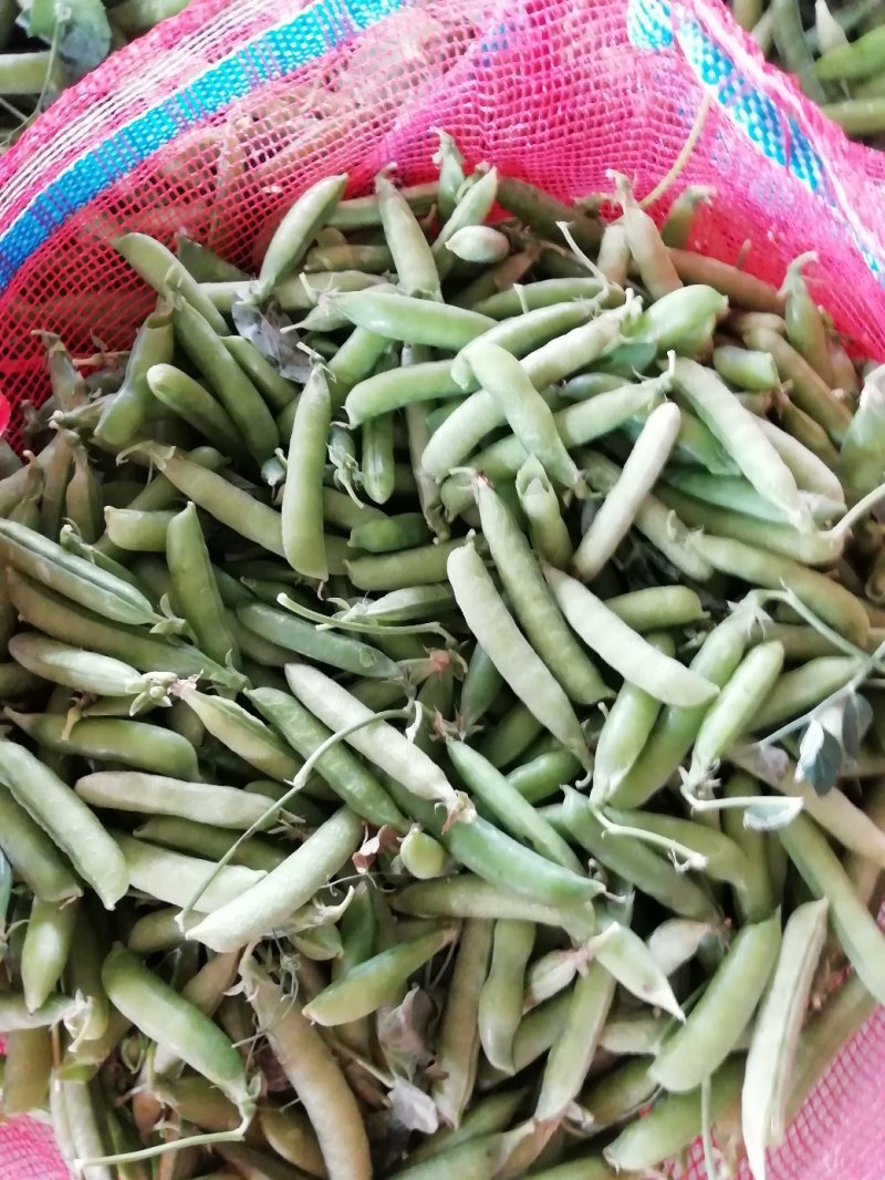 湖北青豌豆、豌豆青秀饱满、️产地直发，货源充足
