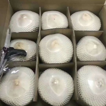 海南椰青9个装包邮厂家直销（一件代发）欢迎合作