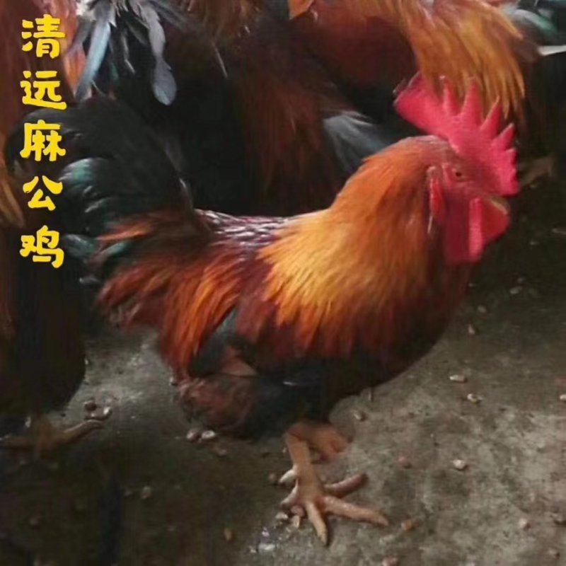 清远麻鸡苗靓苗优质出壳苗