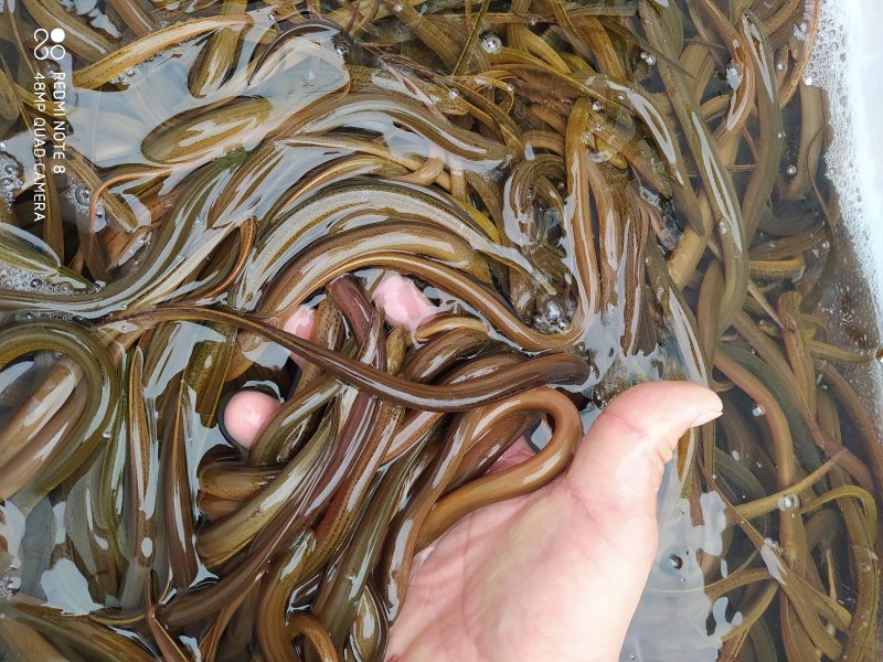 万合水产有限公司出售优良品种规格齐全黄鳝苗