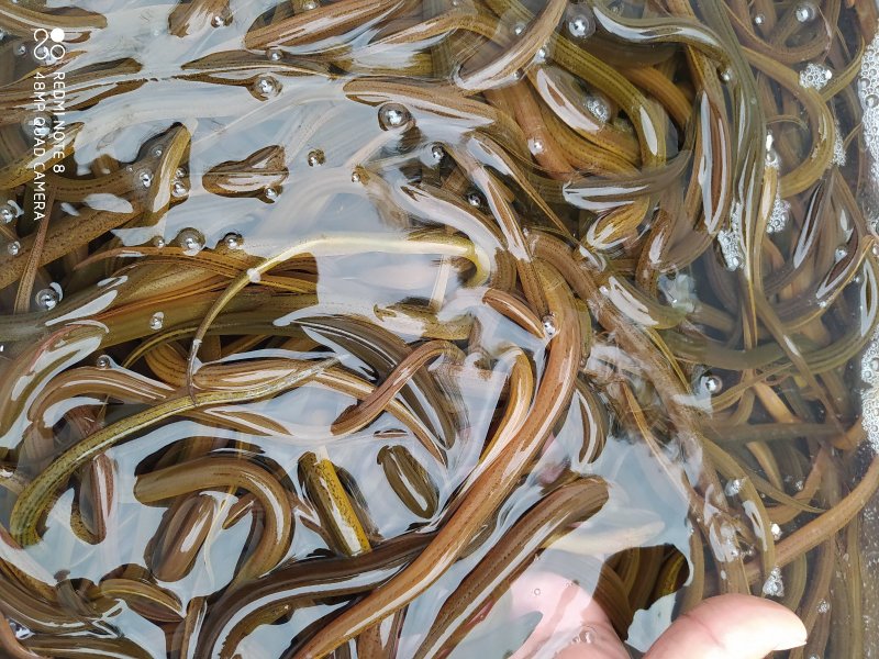 万合水产有限公司出售优良品种规格齐全黄鳝苗