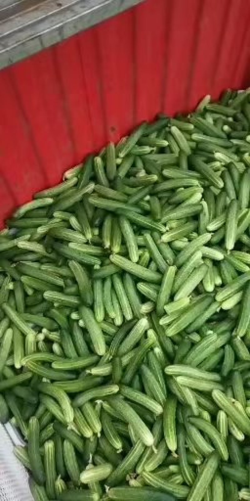 黄瓜燕白黄瓜四川本地燕青小黄瓜量大一手货源