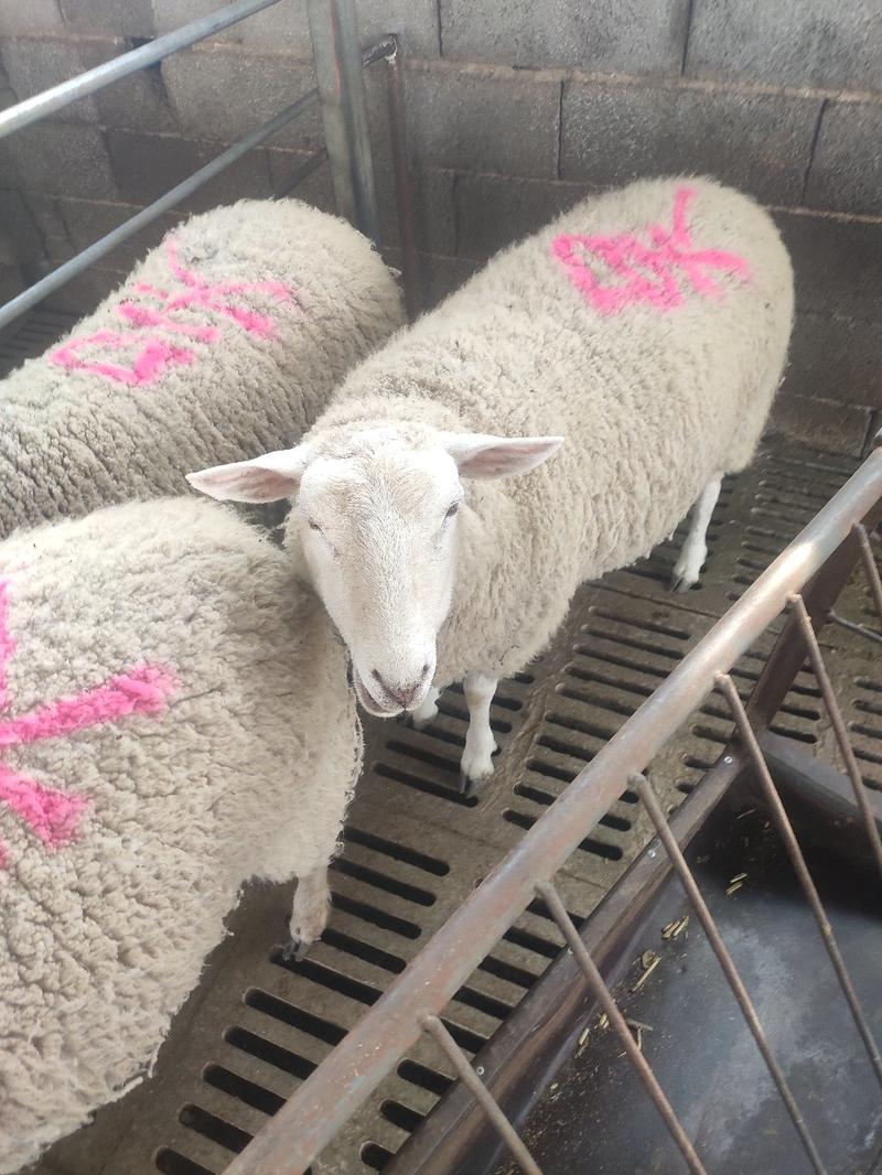 [热]夏洛莱羊客人视频选了三只一只波尔山羊小公羊包邮到家