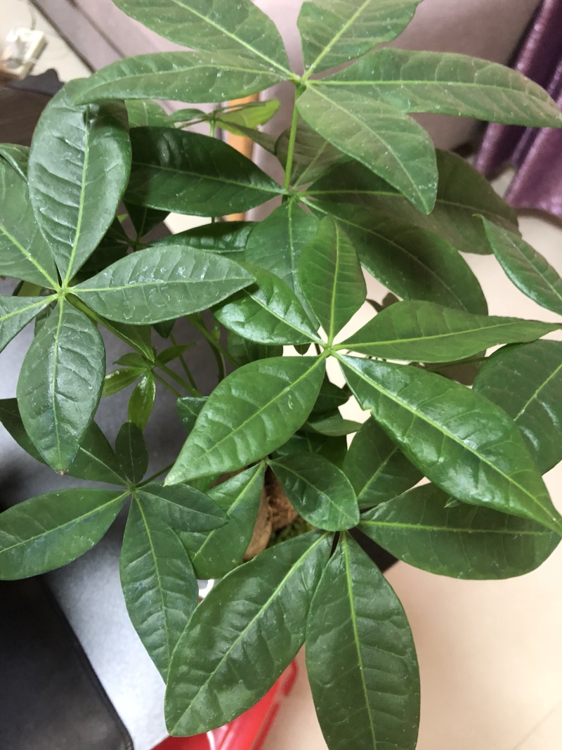 水培发财树/植物盆栽/花卉盆景办公桌摆放