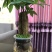水培发财树/植物盆栽/花卉盆景办公桌摆放