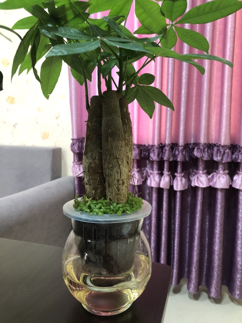 水培发财树/植物盆栽/花卉盆景办公桌摆放