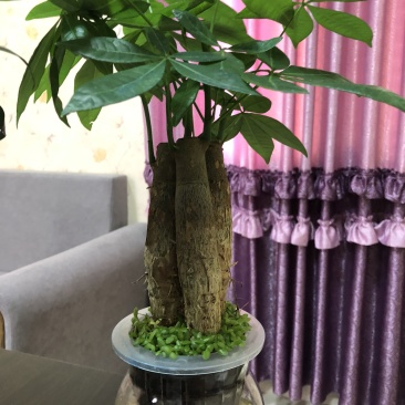 水培发财树/植物盆栽/花卉盆景办公桌摆放