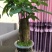 水培发财树/植物盆栽/花卉盆景办公桌摆放