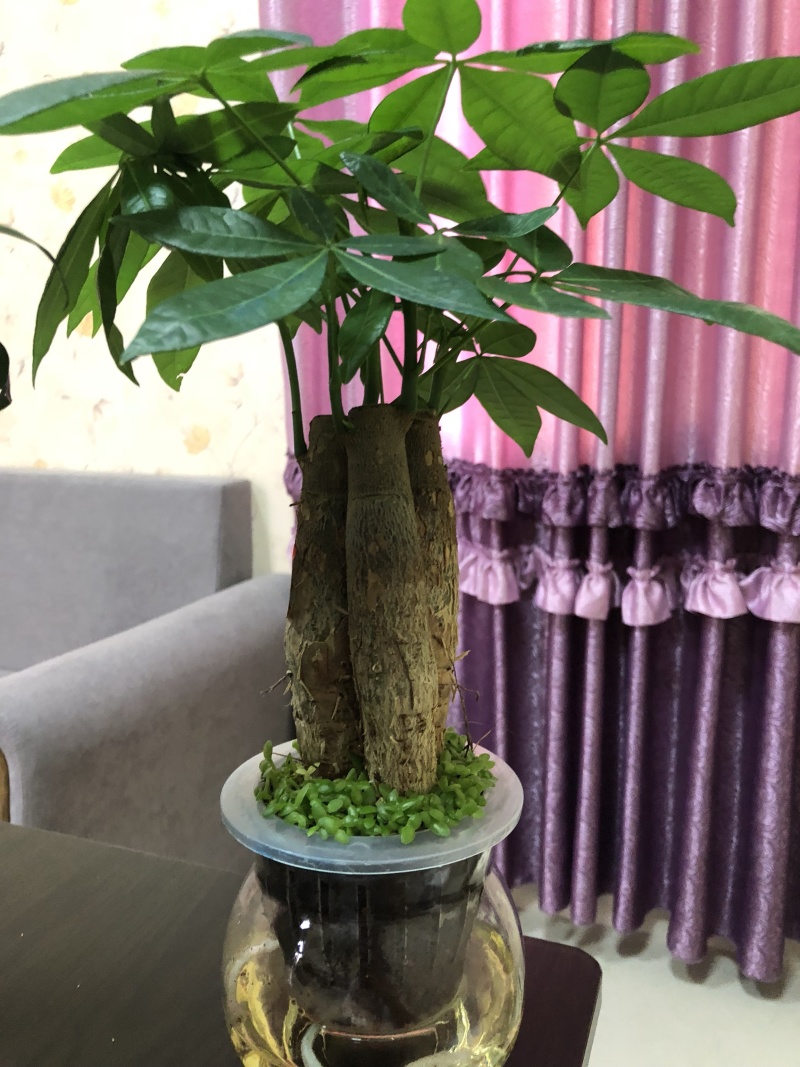 水培发财树/植物盆栽/花卉盆景办公桌摆放