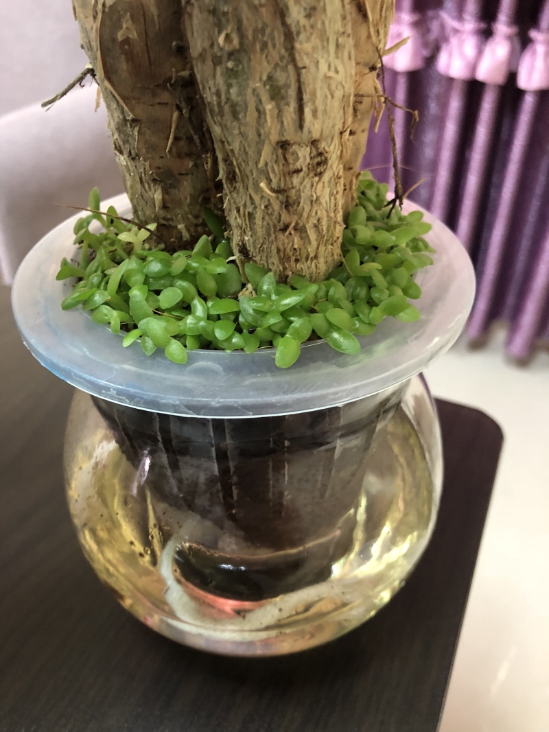 水培发财树/植物盆栽/花卉盆景办公桌摆放