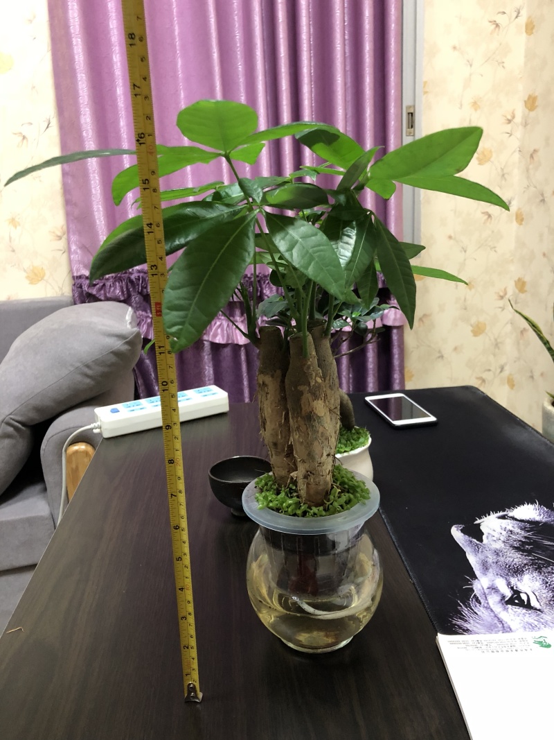 水培发财树/植物盆栽/花卉盆景办公桌摆放