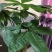 水培发财树/植物盆栽/花卉盆景办公桌摆放
