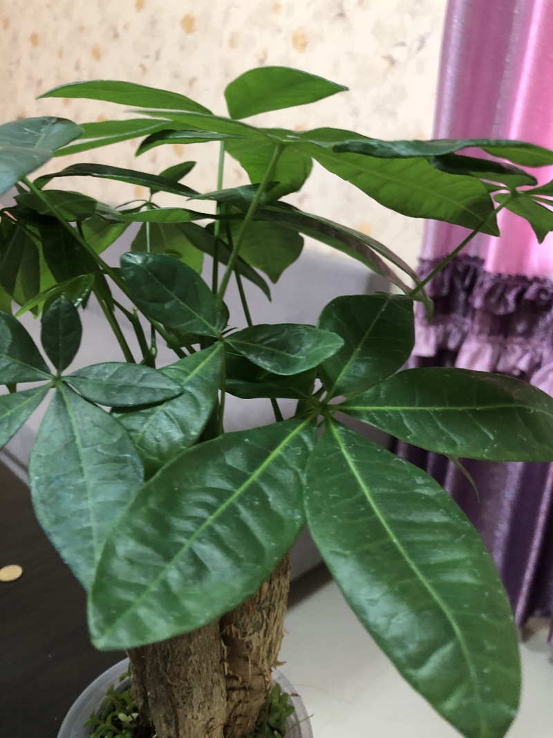水培发财树/植物盆栽/花卉盆景办公桌摆放