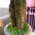 水培发财树/植物盆栽/花卉盆景办公桌摆放