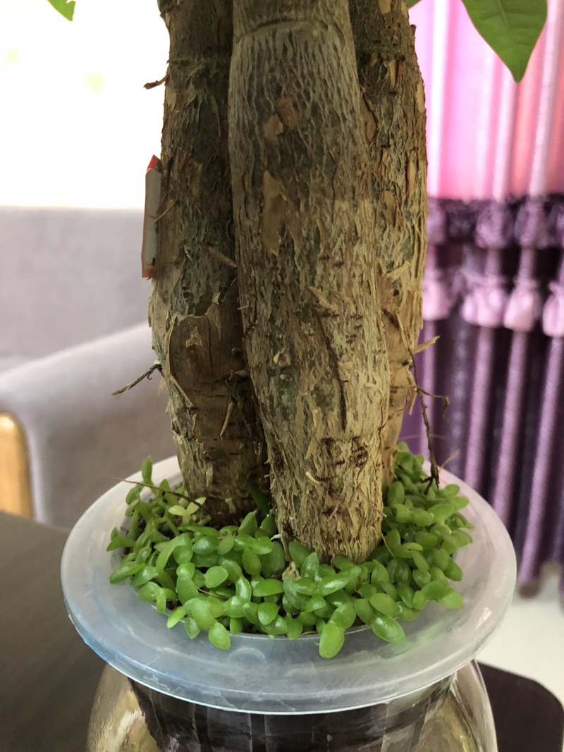 水培发财树/植物盆栽/花卉盆景办公桌摆放