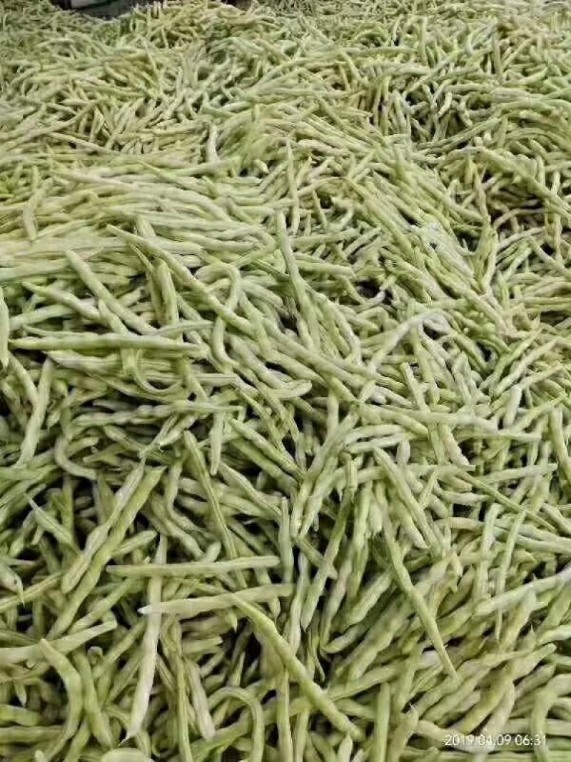山东大棚芸豆现已上市，货源充足，按质量论价。代办运输。