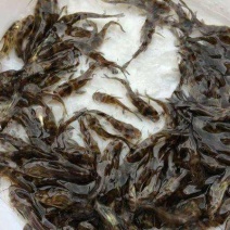 万合水产养殖有限公司出售优良品种规格齐全黄骨鱼苗