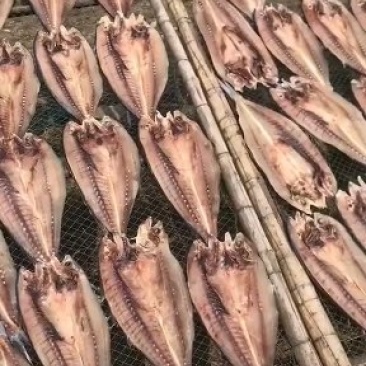 刀鲅鱼