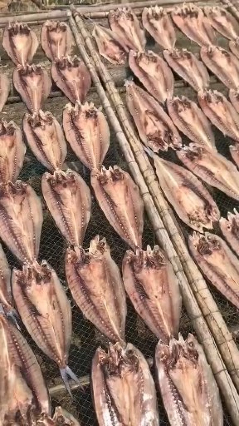 刀鲅鱼