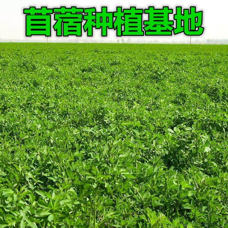 脱水干苜蓿长期合作饺子包子连锁店食品厂