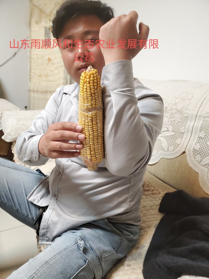真正抗病虫，扛倒玉米种，抗逆性强，东单705