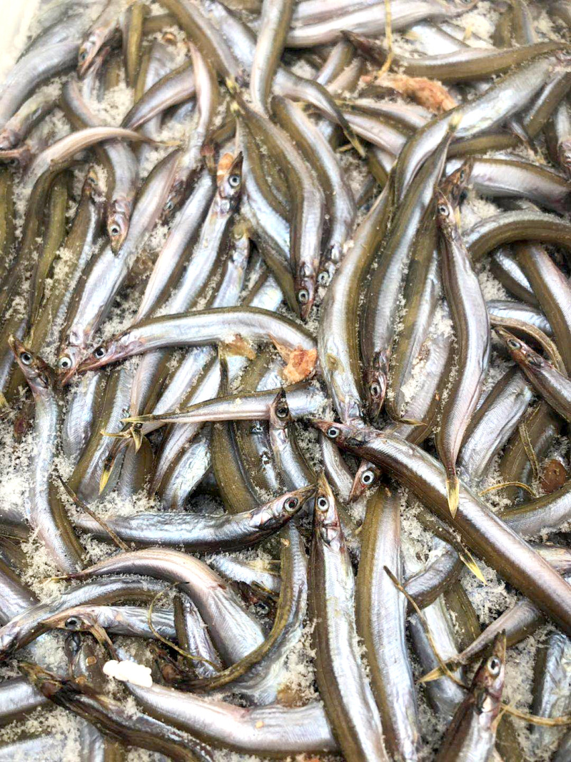 面条鱼、银针鱼、玉筋鱼招城市代理商、食堂、餐饮