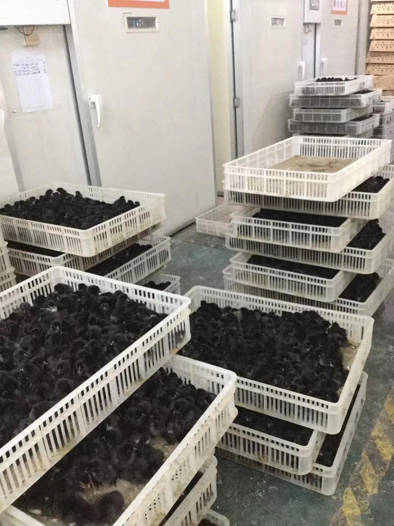 广西南宁五黑鸡苗成活率高达99%
