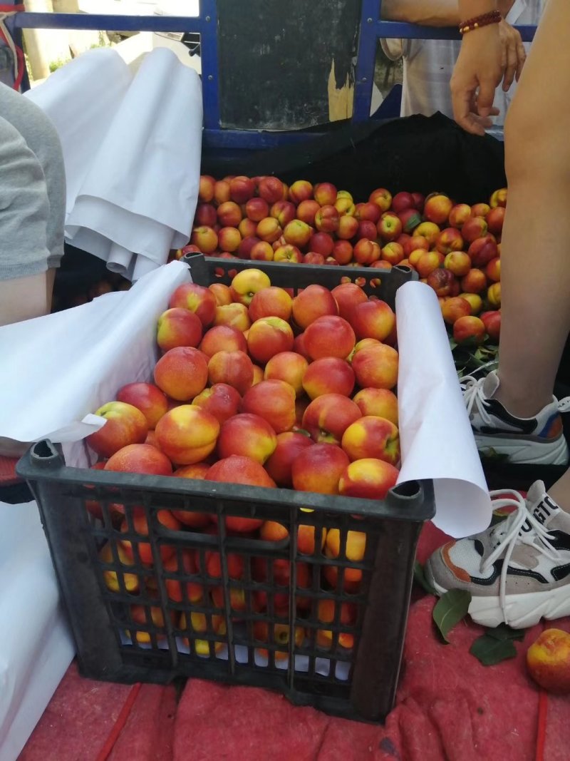 中油油桃种类多多山西省运城市夏县！陆续上市中