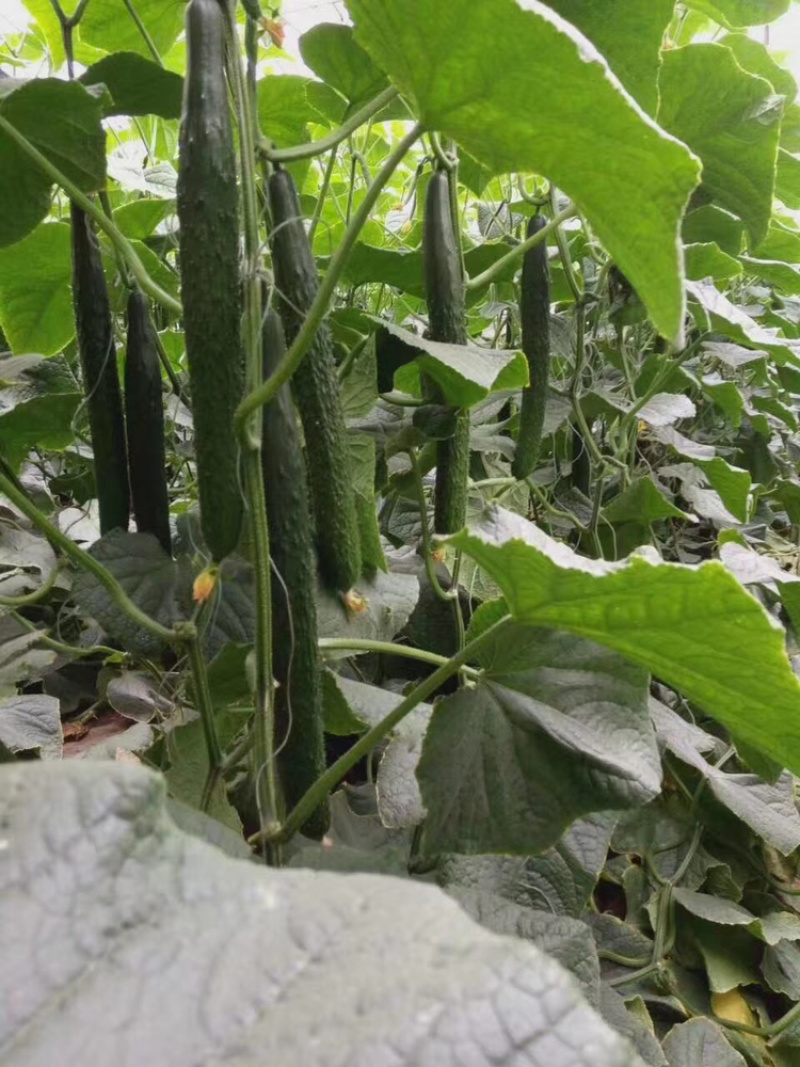 强磁油亮大黄瓜苗