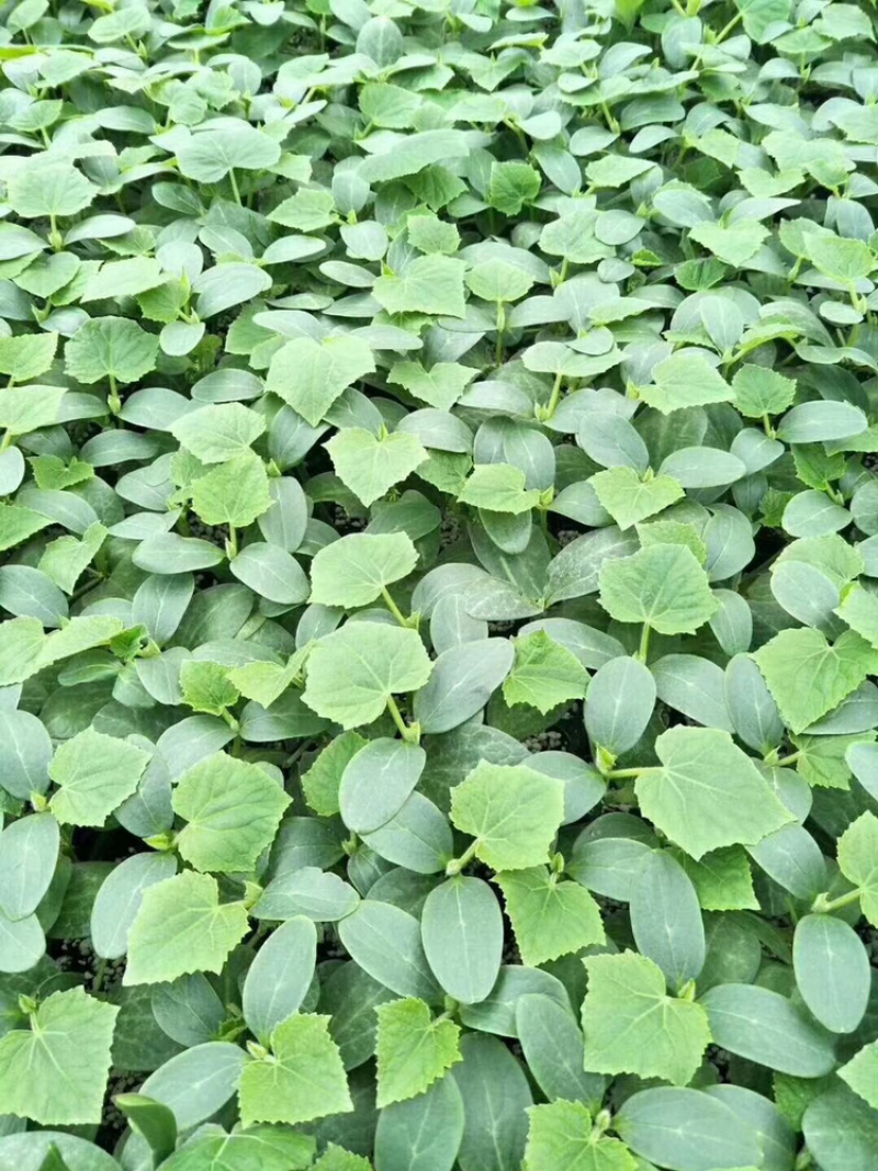 强磁油亮大黄瓜苗