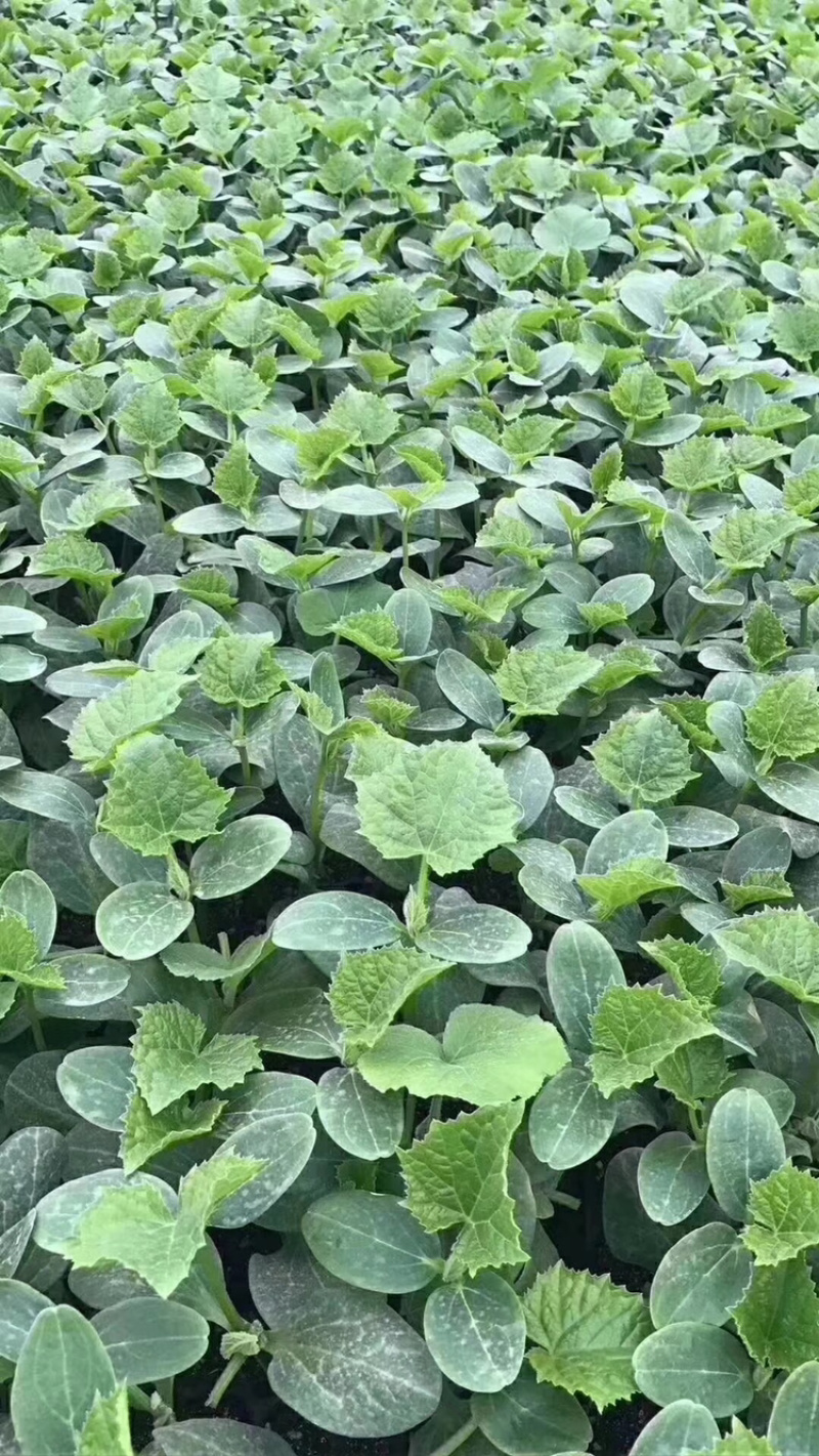 强磁油亮大黄瓜苗