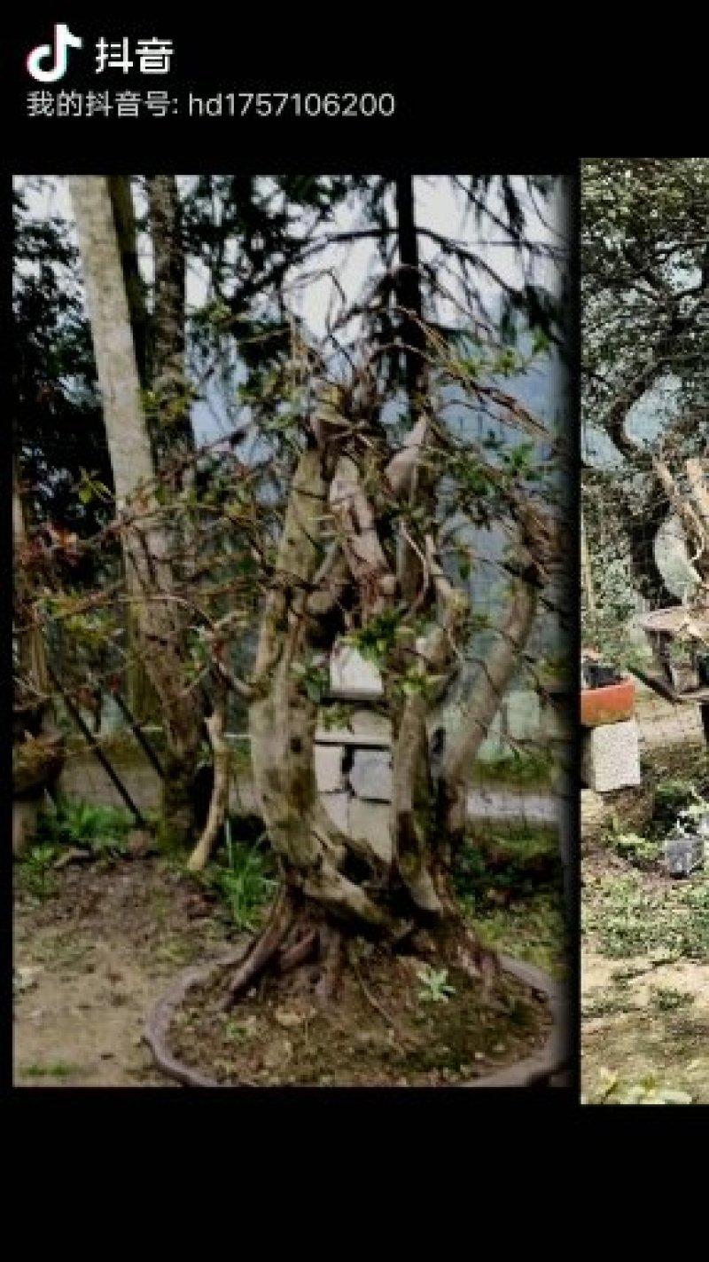 映山红，杜鹃下山桩，熟桩