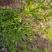贵州毕节古夜郎大地野生石龙芮全草全草入药盆栽种植