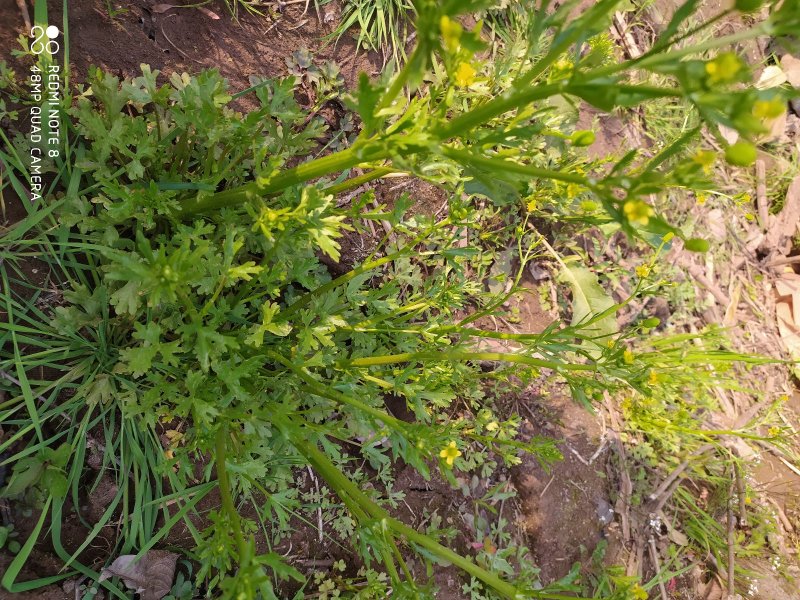 贵州毕节古夜郎大地野生石龙芮全草全草入药盆栽种植