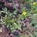 贵州毕节古夜郎大地野生石龙芮全草全草入药盆栽种植