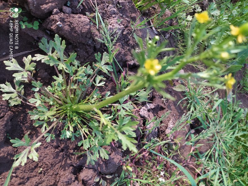 贵州毕节古夜郎大地野生石龙芮全草全草入药盆栽种植