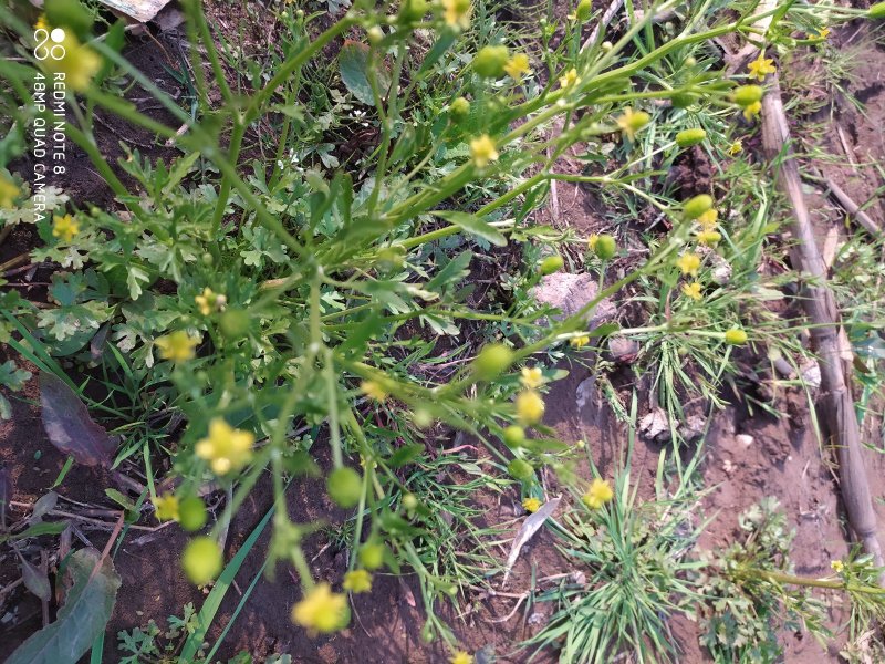 贵州毕节古夜郎大地野生石龙芮全草全草入药盆栽种植