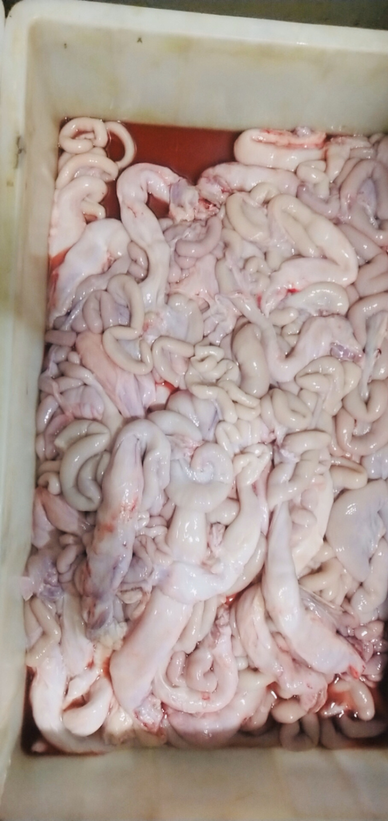 猪生肠保证新鲜脆肠一级生肠