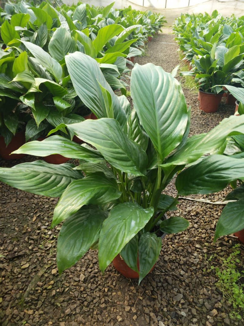 无花果，树杆直叶面茂盛抗冻性能好，结果多