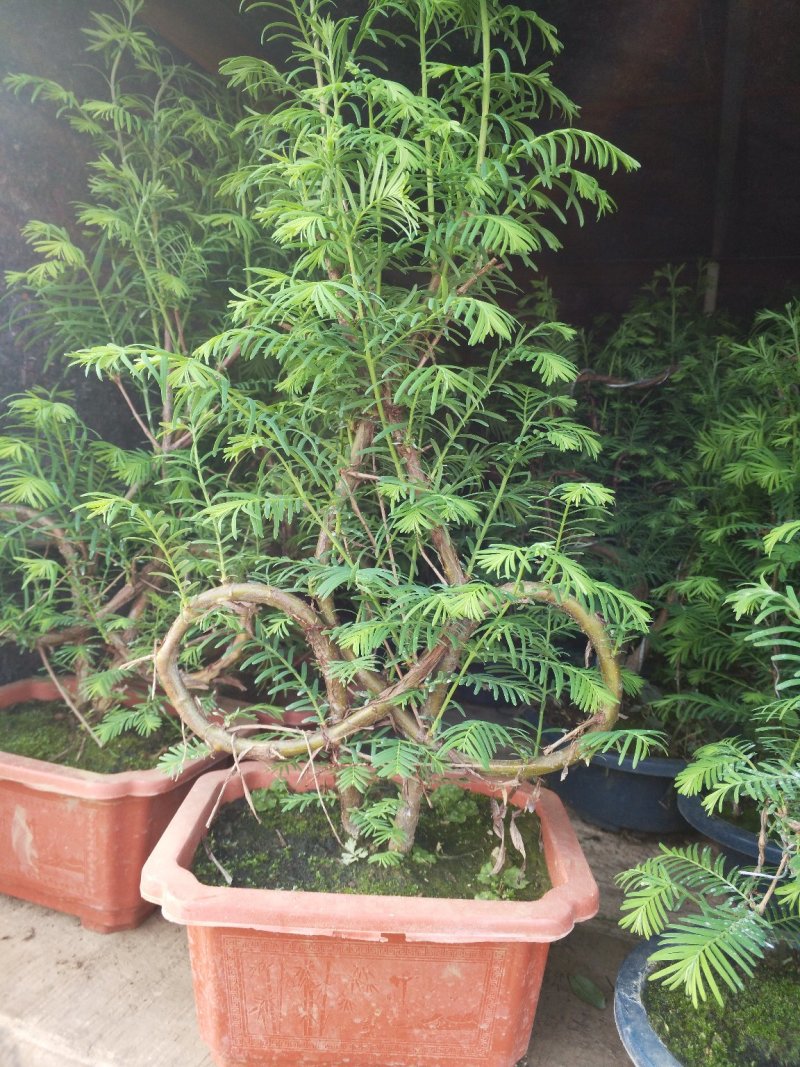 无花果，树杆直叶面茂盛抗冻性能好，结果多