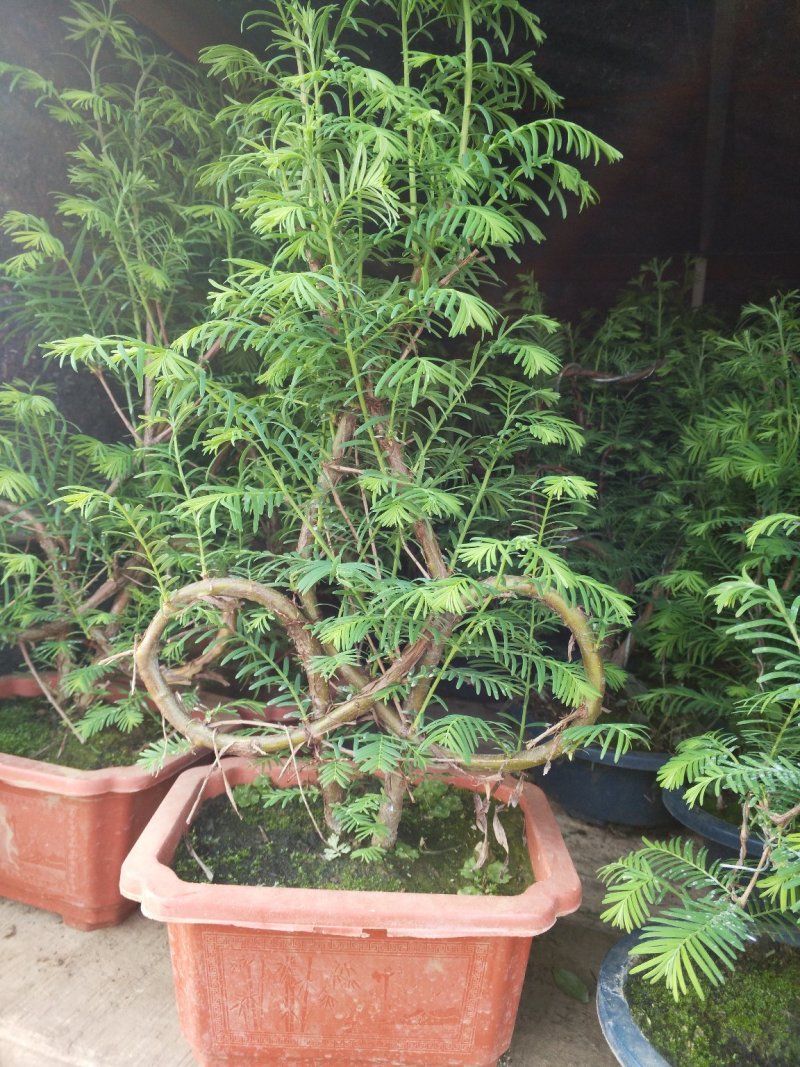 无花果，树杆直叶面茂盛抗冻性能好，结果多