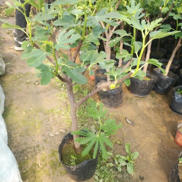 无花果，树杆直叶面茂盛抗冻性能好，结果多