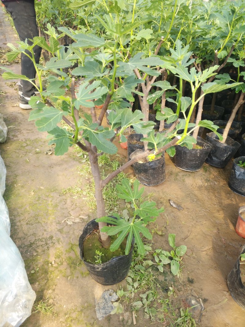 无花果，树杆直叶面茂盛抗冻性能好，结果多