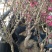 无花果，树杆直叶面茂盛抗冻性能好，结果多
