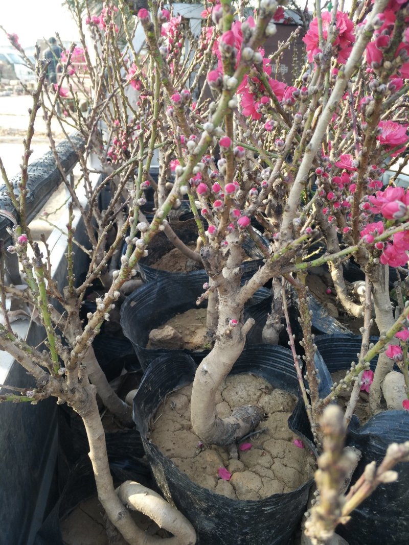 无花果，树杆直叶面茂盛抗冻性能好，结果多