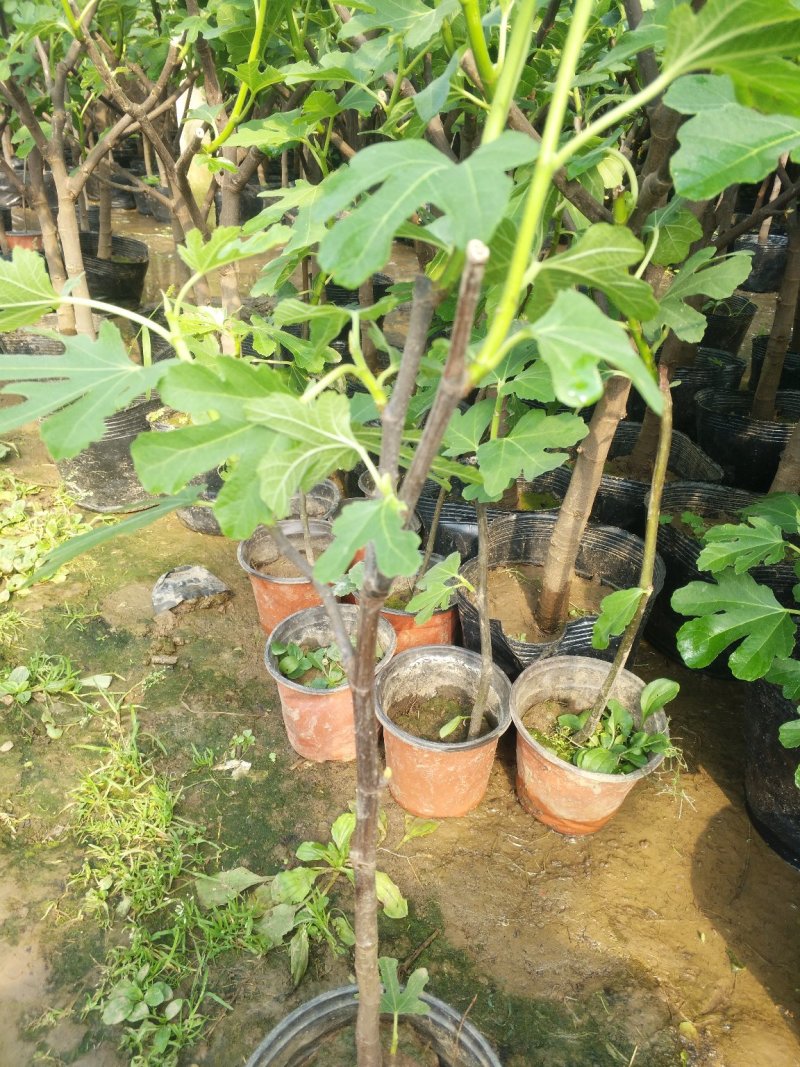 无花果，树杆直叶面茂盛抗冻性能好，结果多