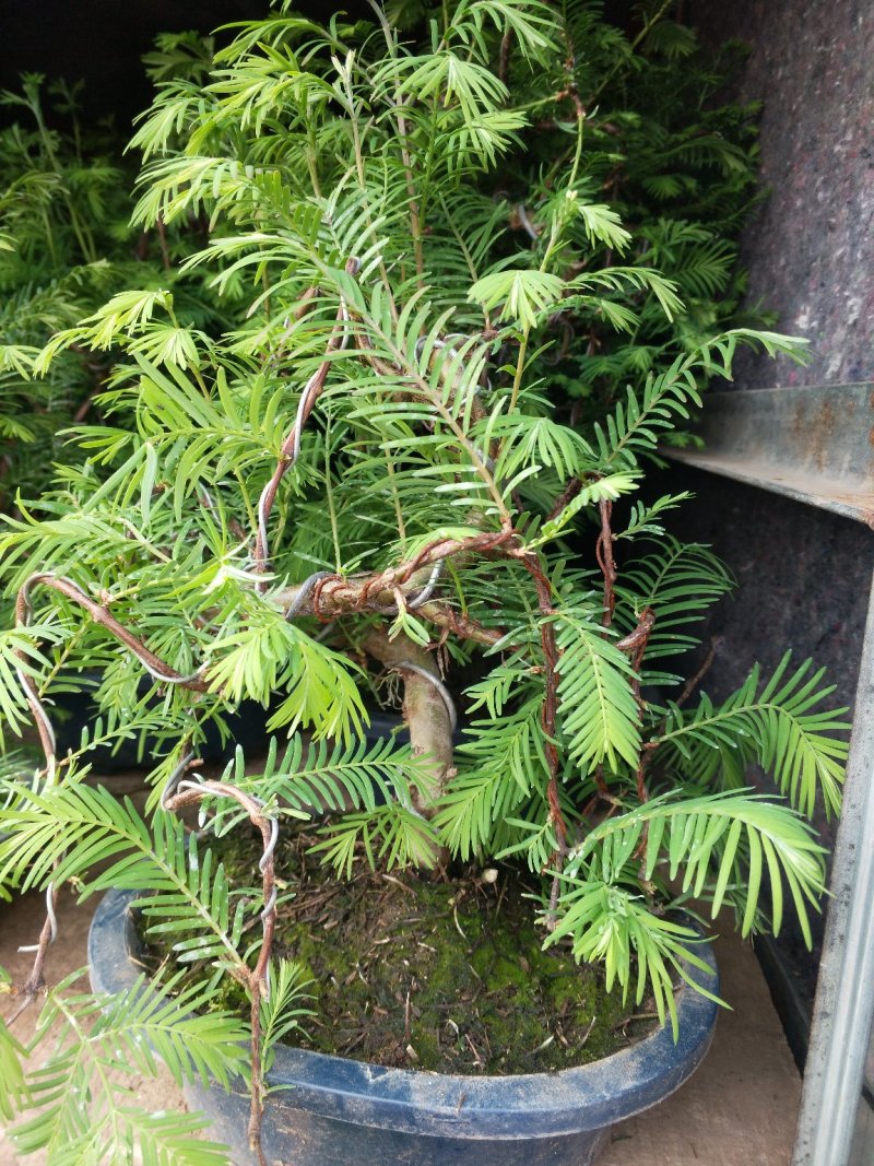 无花果，树杆直叶面茂盛抗冻性能好，结果多