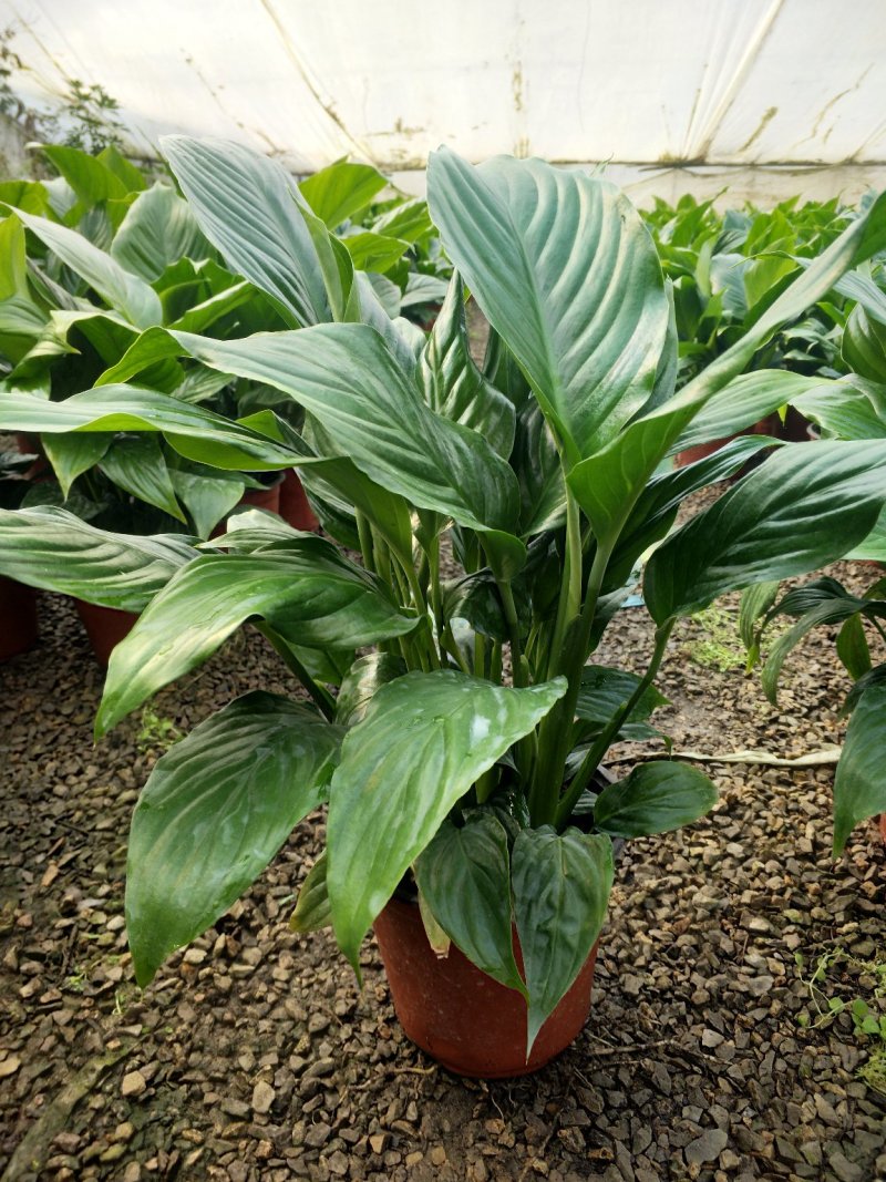 无花果，树杆直叶面茂盛抗冻性能好，结果多