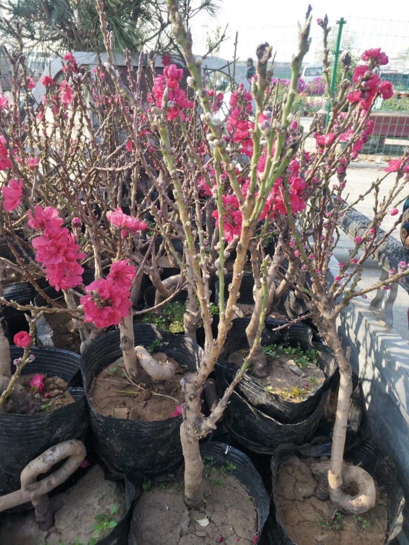 无花果，树杆直叶面茂盛抗冻性能好，结果多