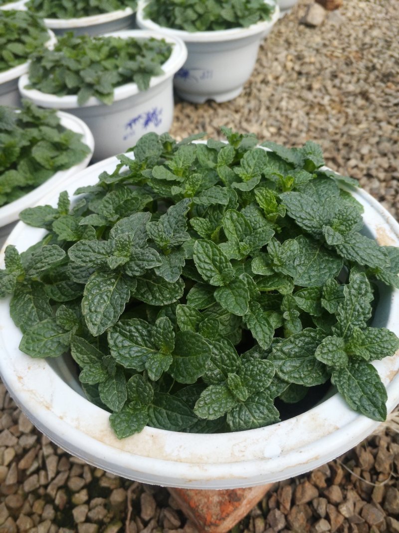 无花果，树杆直叶面茂盛抗冻性能好，结果多